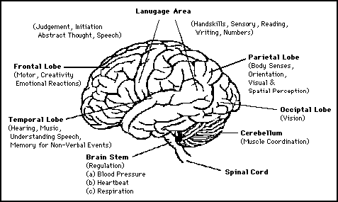 Functions of the Brain