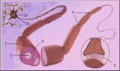 The Structure of a Neuron